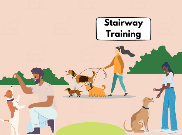 Dog friendly game: Stairway Training