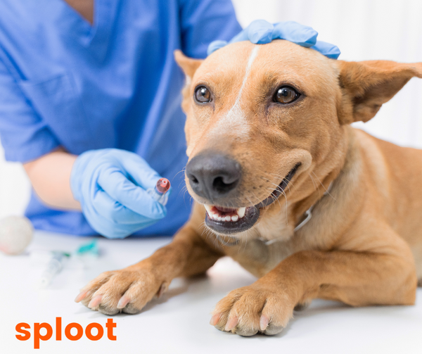 Important Vaccinations for puppies