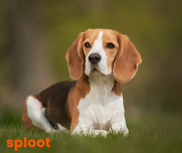 Everything you need to know about Beagle breed