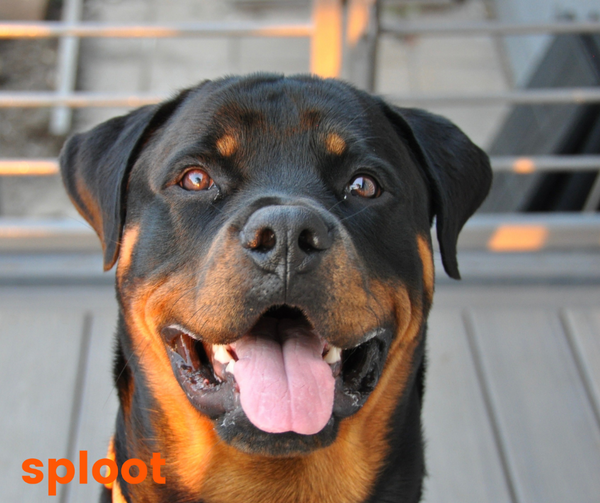 Everything a Rottweiler parent must know