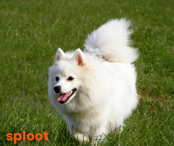 Everything you need to know about Indian Spitz