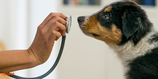 Understanding Dog Fever and Temperature: Essential Information Every Dog Parent Should Have