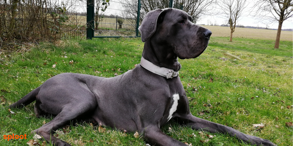 Everything a Great Dane dog breed must know