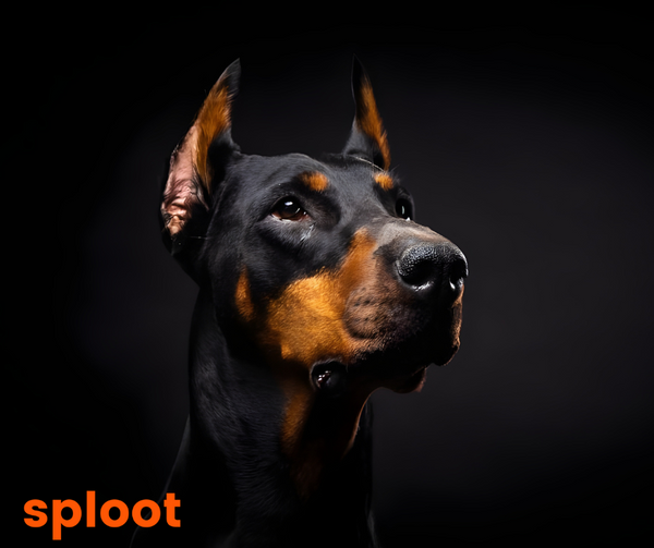 Everything you want to know about Doberman breed