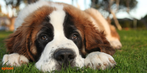 Everything a Saint Bernard dog breed parent must know