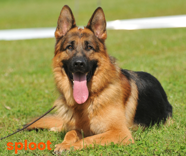 Everything you need to know about German Shepherd