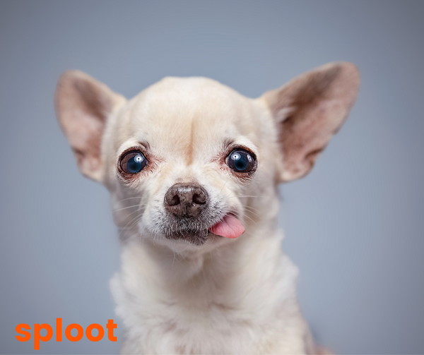 Everything you need to know about chihuahua breed