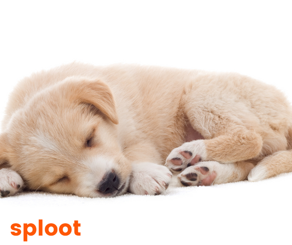 How to make your dog sleep?