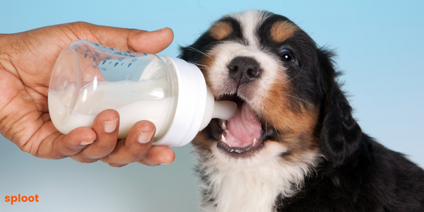 Unraveling the Debate: Is Milk Good for Dogs?
