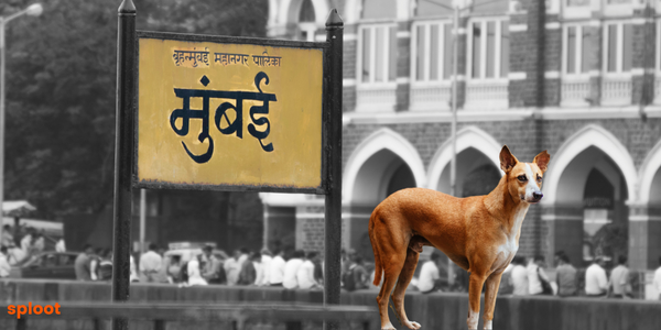Navigating Pet Ownership in Mumbai: A Comprehensive Guide to Dog Licenses and Registration